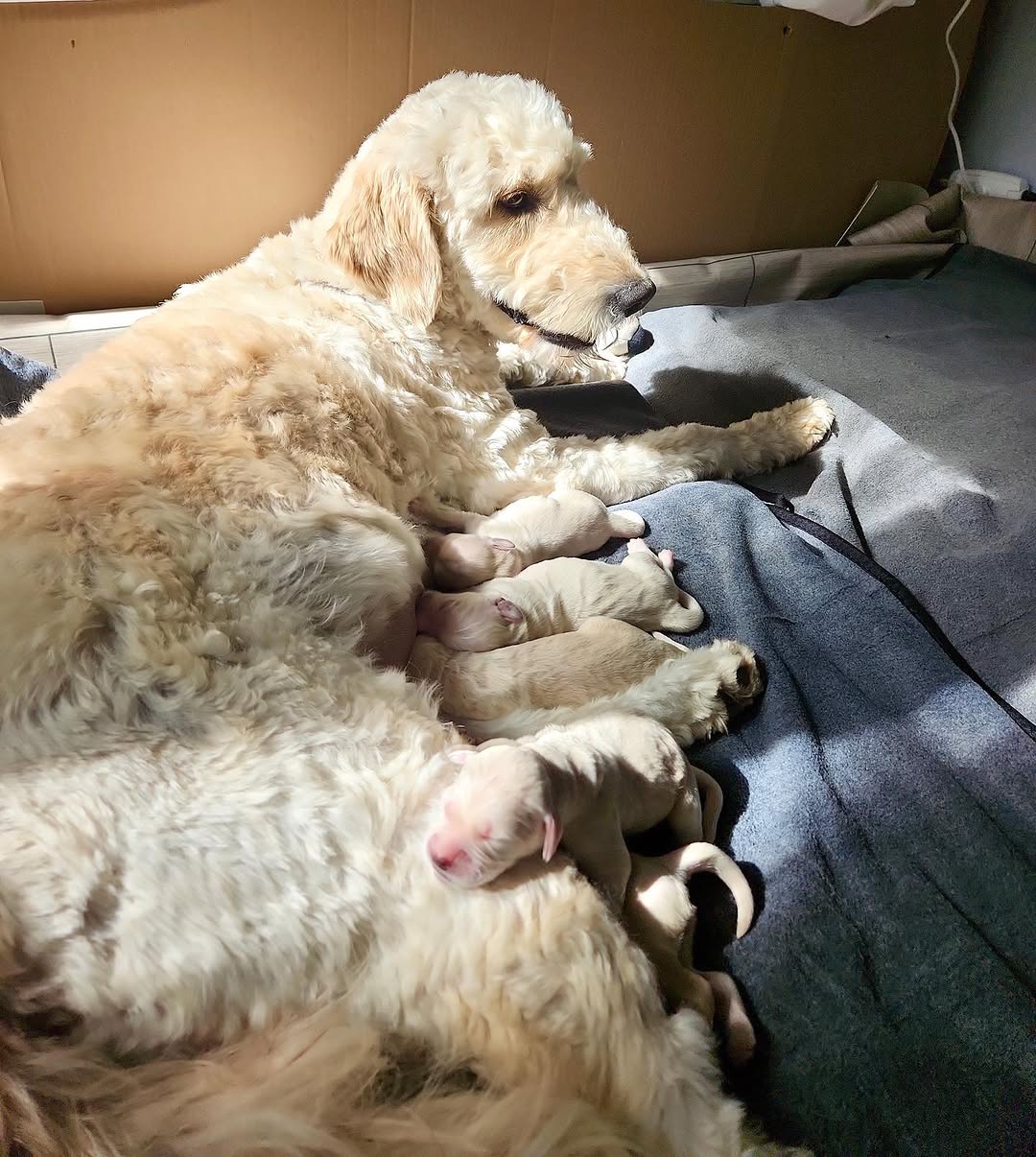 Instagram post by Sonny Doodles On Fifth